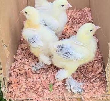Light An Blue Colombian Brahma Chicks