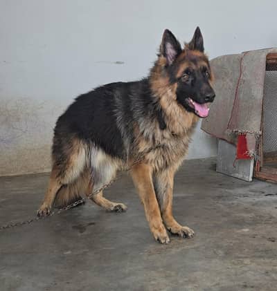 Long Coat German Shepherd B mask Male
