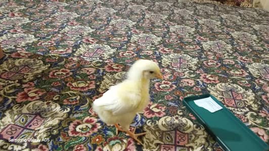 chicken chicks (04) for sale