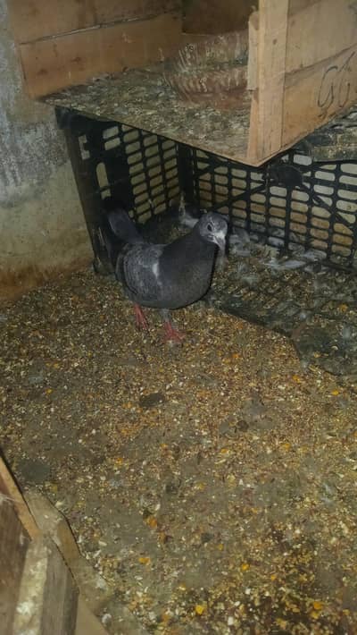 kabutar for sale ghar ka patha hai teeno