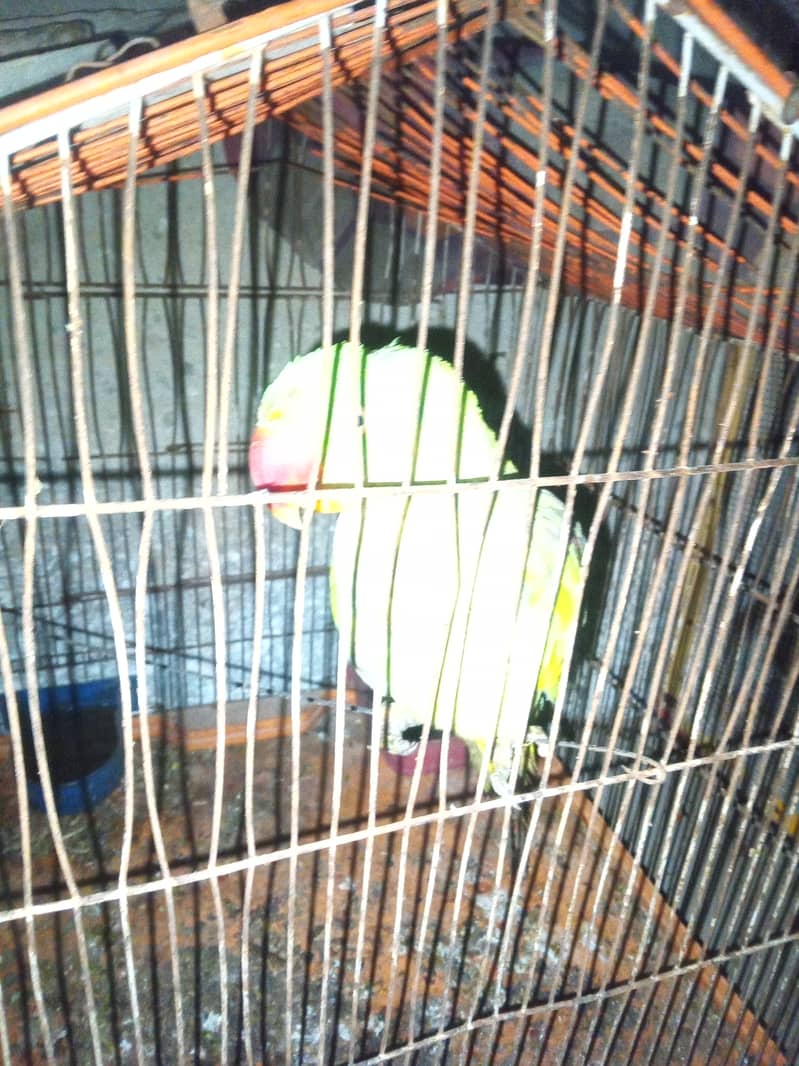 Pahari tota 1