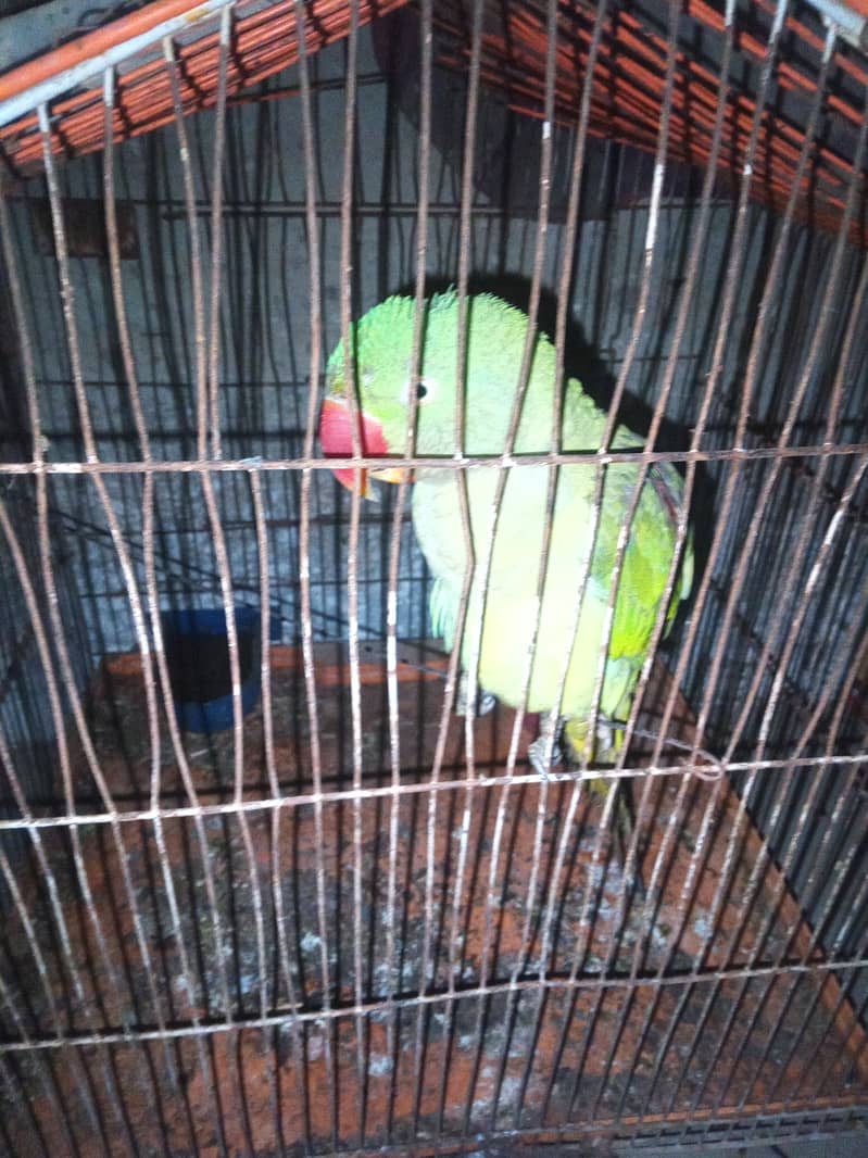 Pahari tota 2