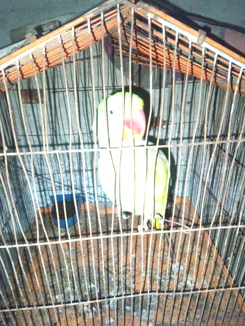 Pahari tota 3