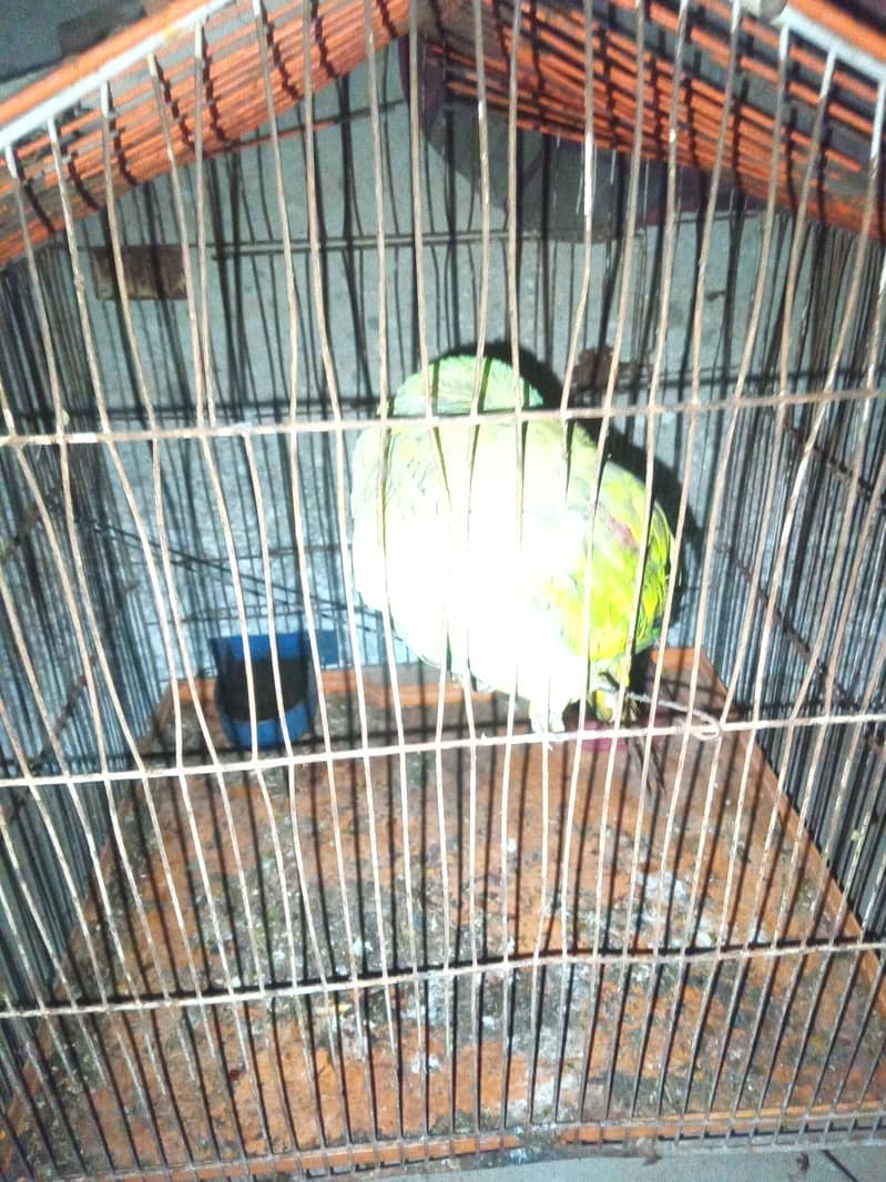 Pahari tota 4
