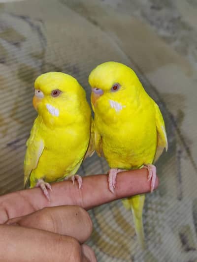 Hand Tamed Well Manered Trained Budgies Graunteed