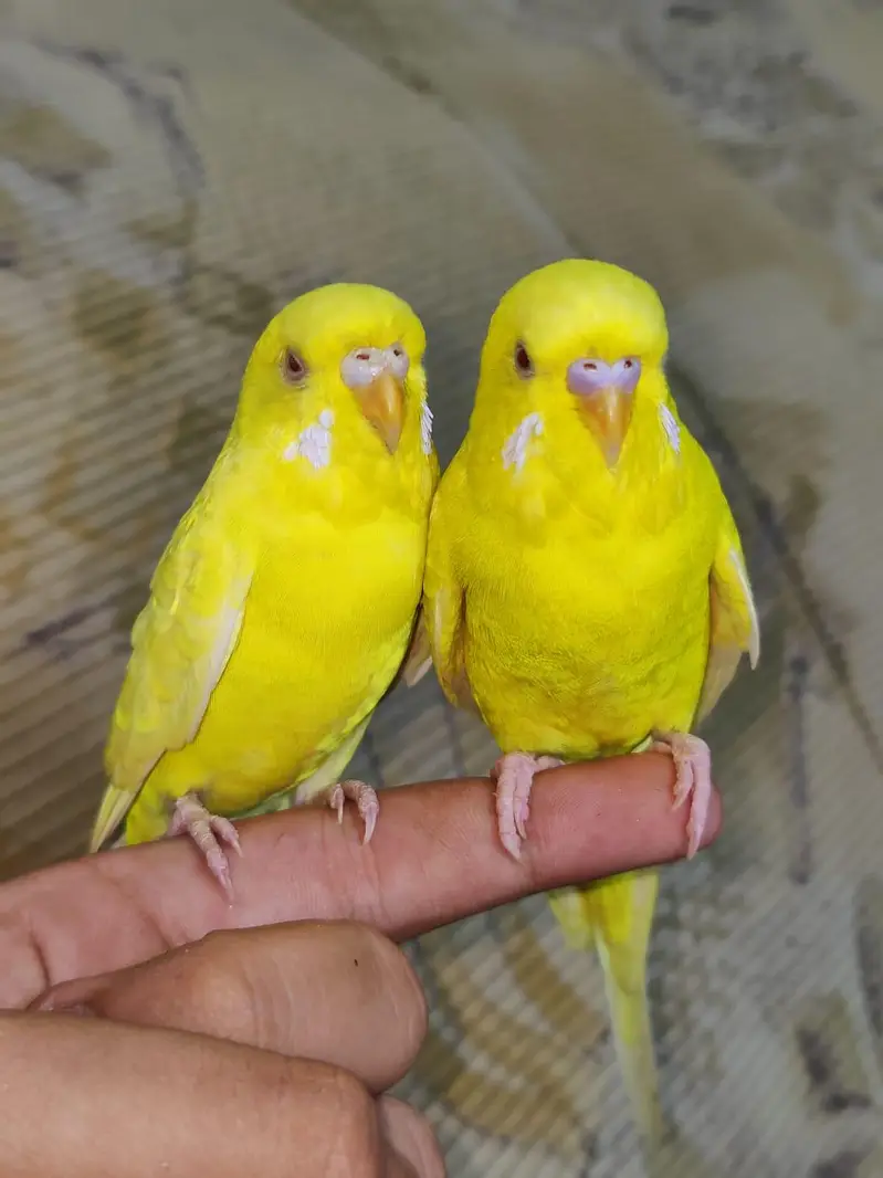 Hand Tamed Red Eyes Lutino budgie Pair Fully Active Nail Tail All ok