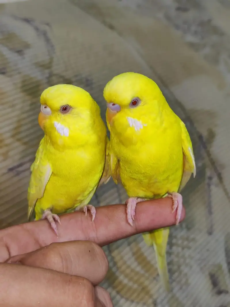 Hand Tamed Red Eyes Lutino budgie Pair Fully Active Nail Tail All ok — photo 2