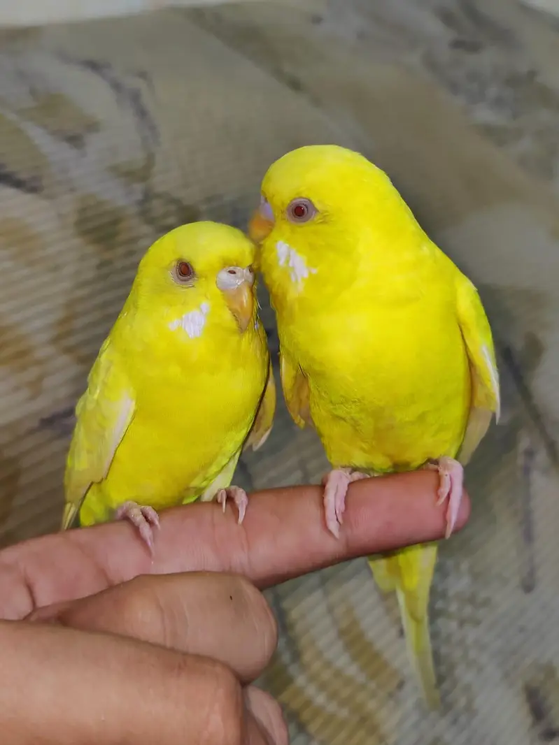 Hand Tamed Red Eyes Lutino budgie Pair Fully Active Nail Tail All ok — photo 3