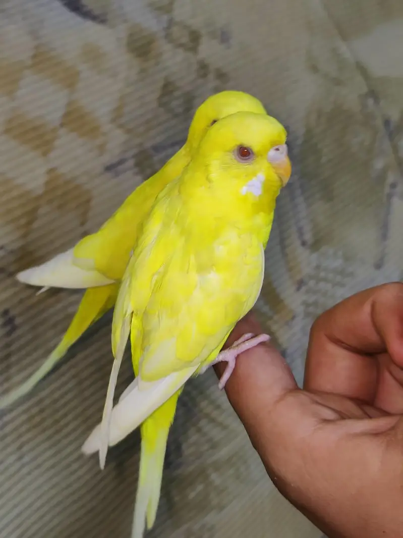 Hand Tamed Red Eyes Lutino budgie Pair Fully Active Nail Tail All ok — photo 4