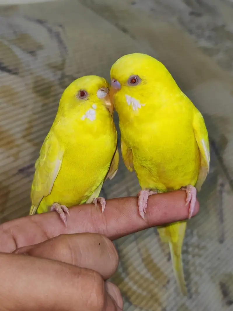 Hand Tamed Red Eyes Lutino budgie Pair Fully Active Nail Tail All ok — photo 5