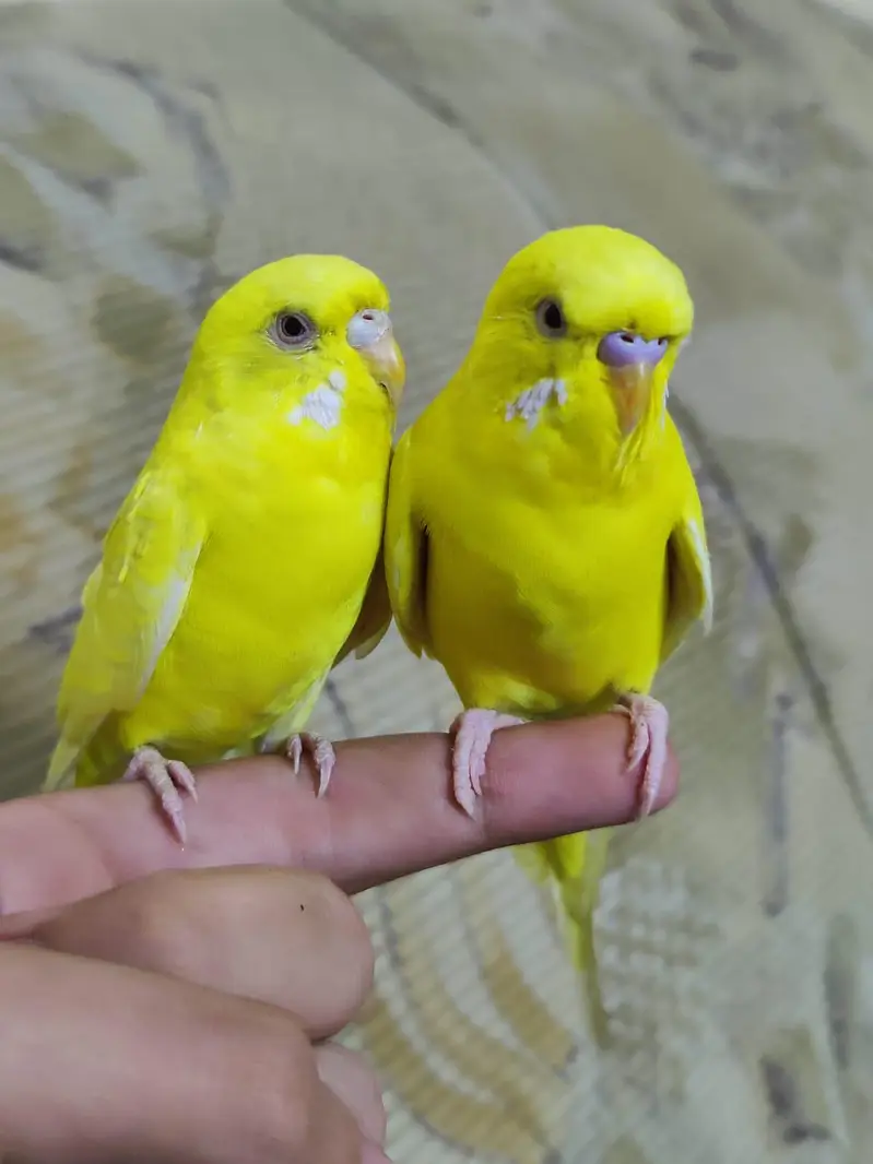 Hand Tamed Red Eyes Lutino budgie Pair Fully Active Nail Tail All ok — photo 6