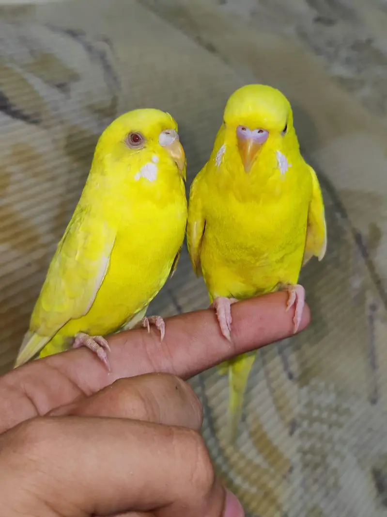 Hand Tamed Red Eyes Lutino budgie Pair Fully Active Nail Tail All ok — photo 7
