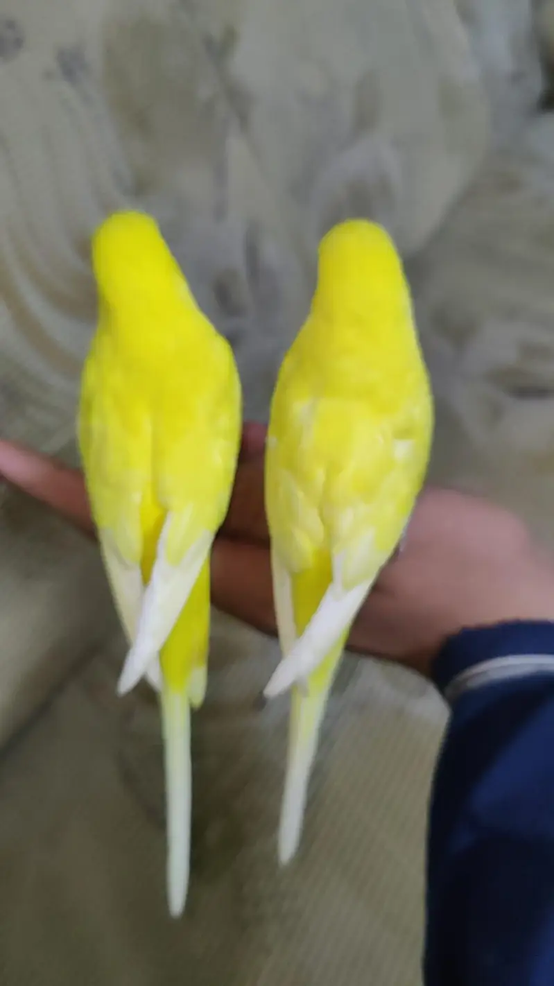 Hand Tamed Red Eyes Lutino budgie Pair Fully Active Nail Tail All ok — photo 8
