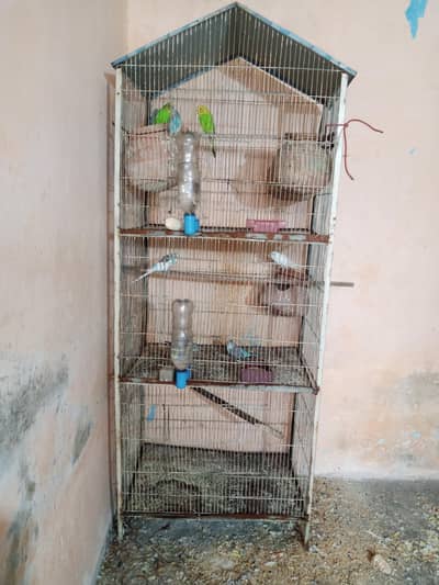 cage & birds 03168029549