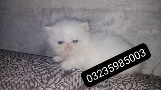 Peke face face Persian kitten
