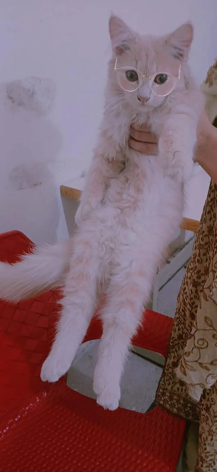 Persian babe's pair with mom — photo 4