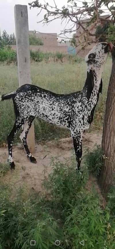 makhi cheeni