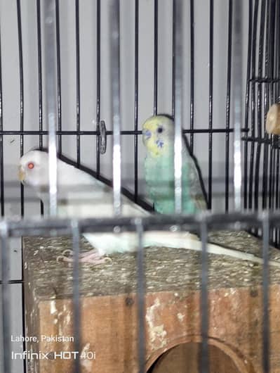 Australia king size or beghari mix 4 pair with two baby
