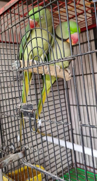 Raw parrot pair for sale with bacha