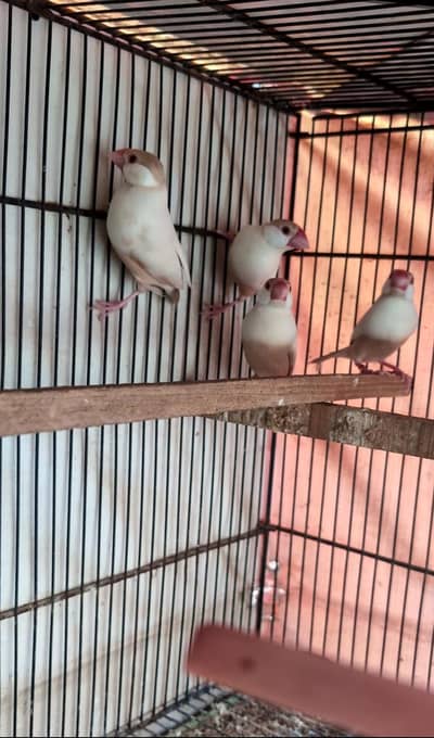 pastel Jawa chicks