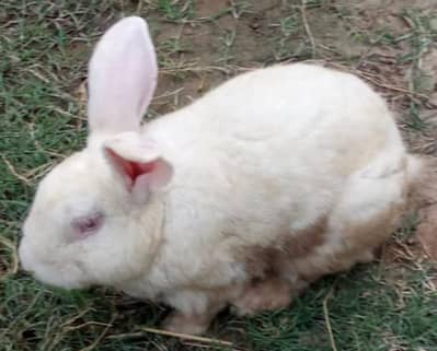 White Newzeeland Breeder