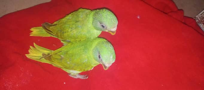 for sale