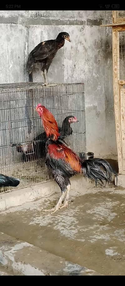 Pakkoy Trad 03193815906