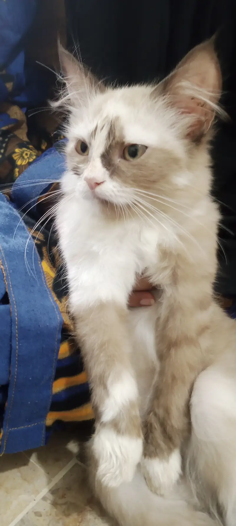 4 month Persian Kitten for Sale Doble Coat Hair — photo 3
