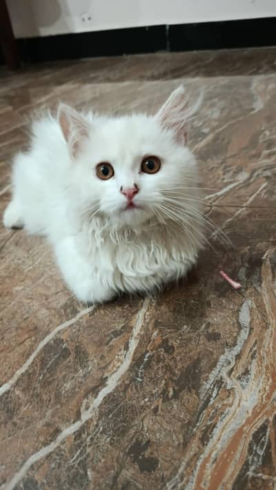 persician triple coated kitten