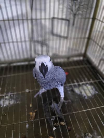 african grey healthy