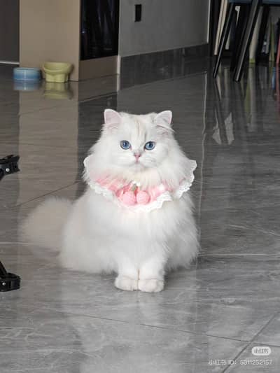 Premium Pure White Doll-Face Persian Cat with Deep Blue Eyes