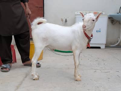 Russian Teddy bakra Male kid with white eyes Age 9 months