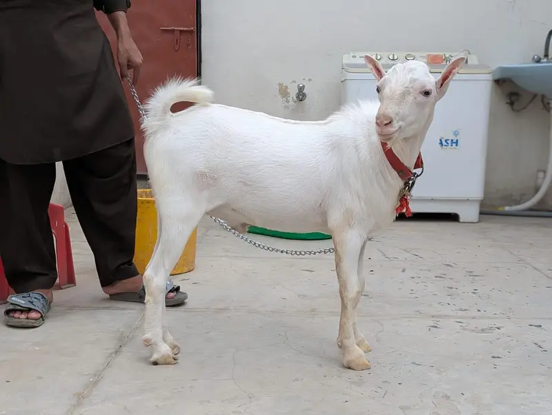 Russian Teddy bakra Male kid with white eyes Age 9 months