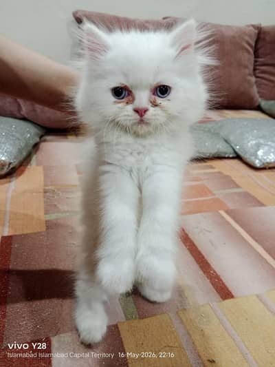 couple persian cat