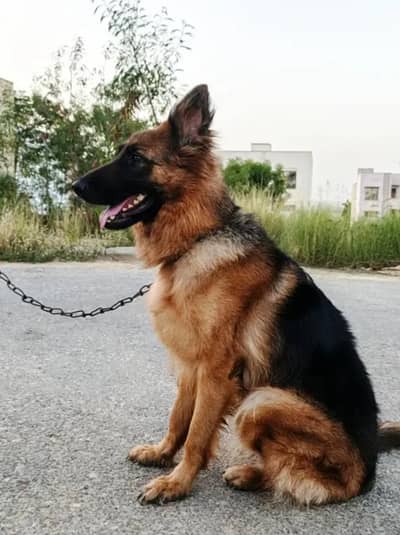 german shepherd non patgetiy 03070717187