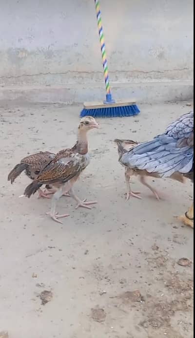 High quality Aseel chicks For Sale