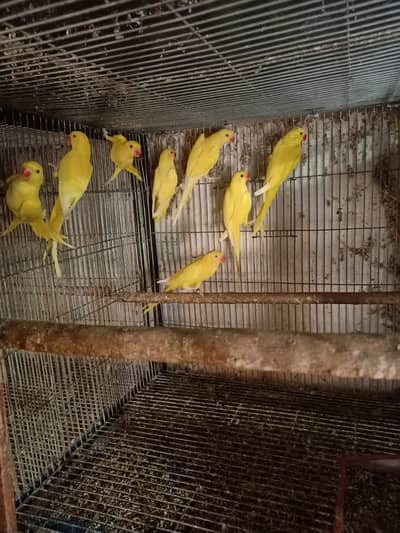 Yellow Ringneck pathay available