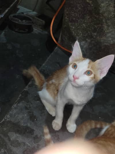 Beautiful and Active Kittens for Adoption / Sale