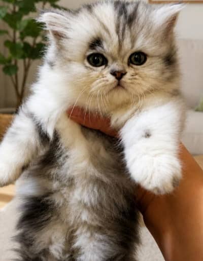 40 days female kitten tripple coat punch face . 03201433807