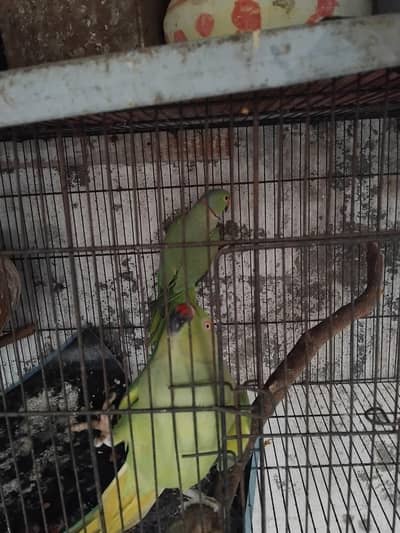 breeder pair Parrot