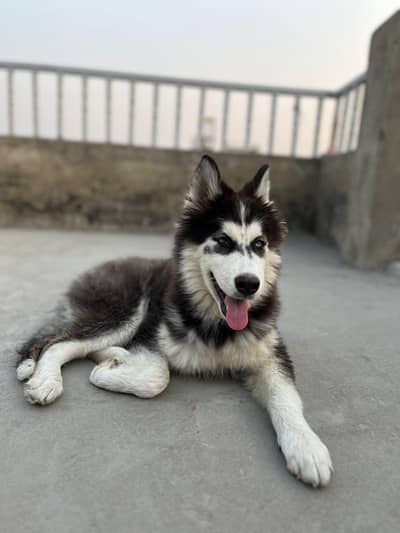 Looking for new home