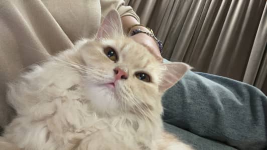 Playful loving persian cat pair