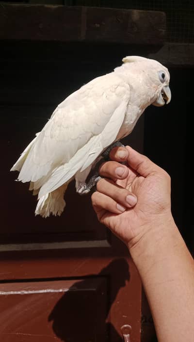 Ducrop Cockatoo, Macaw & Cockatoo Chicks Available