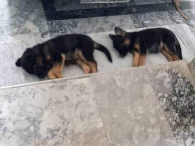 German shepherd double coat