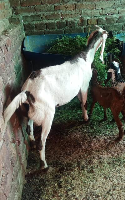 Dogli Bakri with Male Baby Brown Color