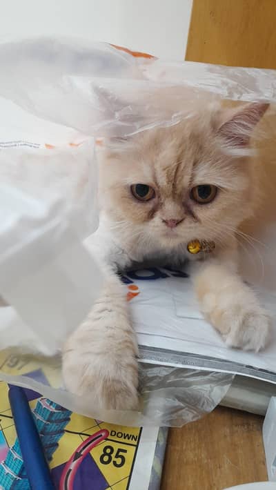Female Persian Cat for Sale