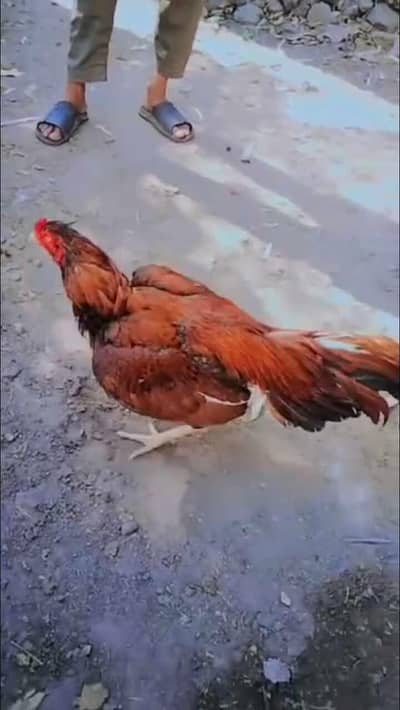 Aseel murgah For sale 2 Time wineer video Available urgent sale krenaa