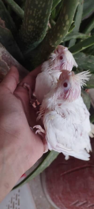 cocktails chicks available for hand tame purpose