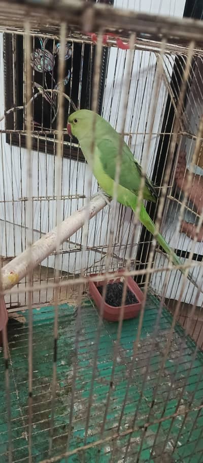 green parrot female talking active cocktail Pair price 4500