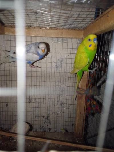 new budgies pair active and healthy pairs